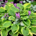 Beautiful hosta in the shade garden
