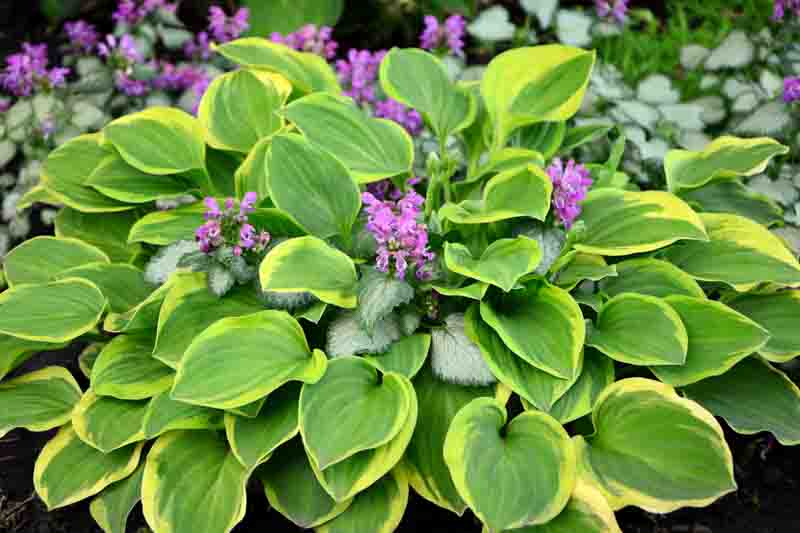 Beautiful hosta in the shade garden