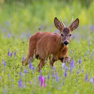 Roe deer, capreolus capreolus, buck in summer on a meadow full of flowers.