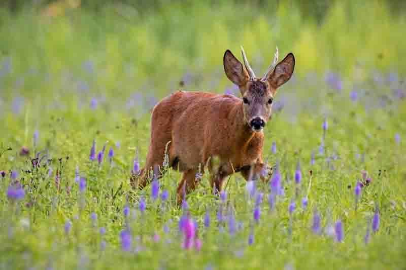 Roe deer, capreolus capreolus, buck in summer on a meadow full of flowers.