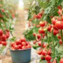 Ripe tomatoes in greenhouse ready to pick. Fresh red tomatoes in greenhouse. Harvesting of healthy vegetables. Techniques for growing organic tomatoes.