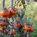 Tomatoes get sick by late blight. Phytophthora infestans.