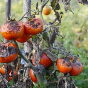 Tomatoes get sick by late blight. Phytophthora infestans.
