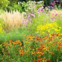 Helenium, Cosmos and Karl Foerster Border Idea