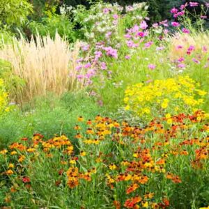 Helenium, Cosmos and Karl Foerster Border Idea