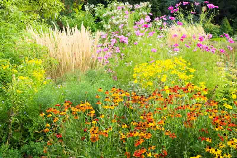Helenium, Cosmos and Karl Foerster Border Idea