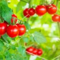 Fresh ripe red tomatoes plant growth in organic greenhouse garden ready to harvest