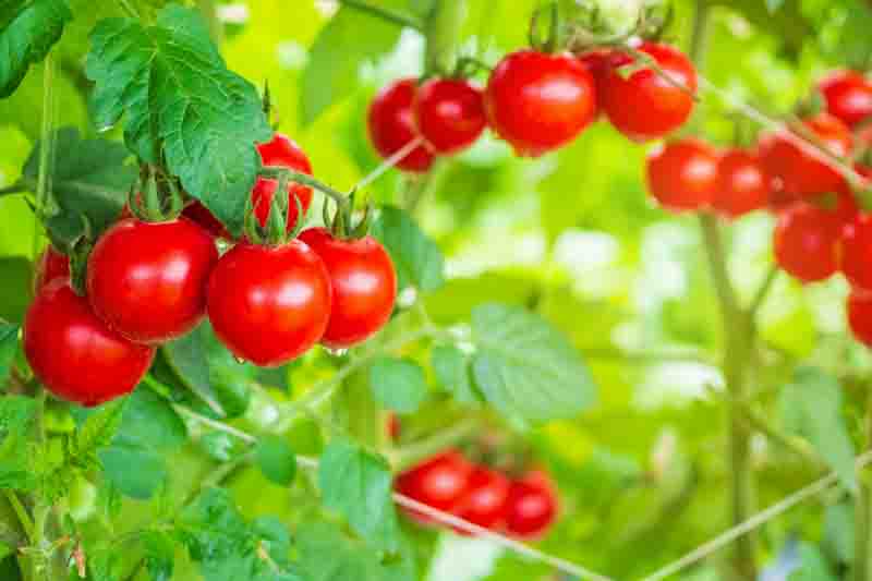 Fresh ripe red tomatoes plant growth in organic greenhouse garden ready to harvest