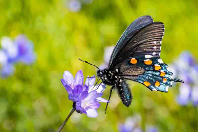 Pipevine Swallowtail butterfly (battus philenor)