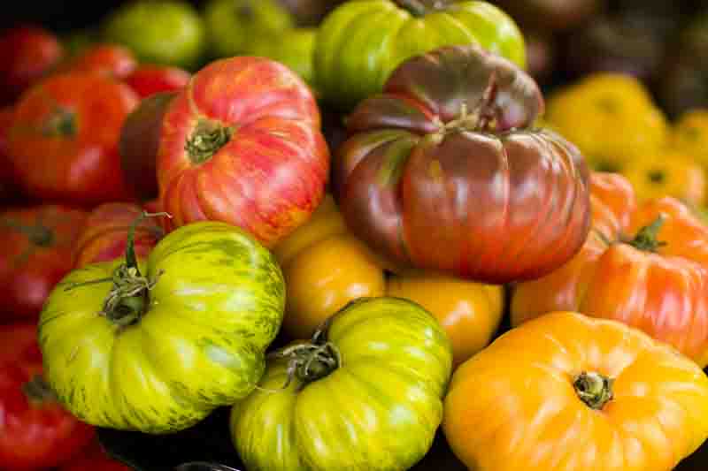 Tomato Cherokee Purple, Heirloom Tomato, Purple Tomato, Aunt Ruby's German green tomato, Dixie Golden Giant tomato