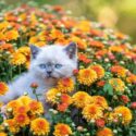 Pet outdoors. Cute little kitten sits in blossoming orange Chrysanthemum flowers in a garden in summer.