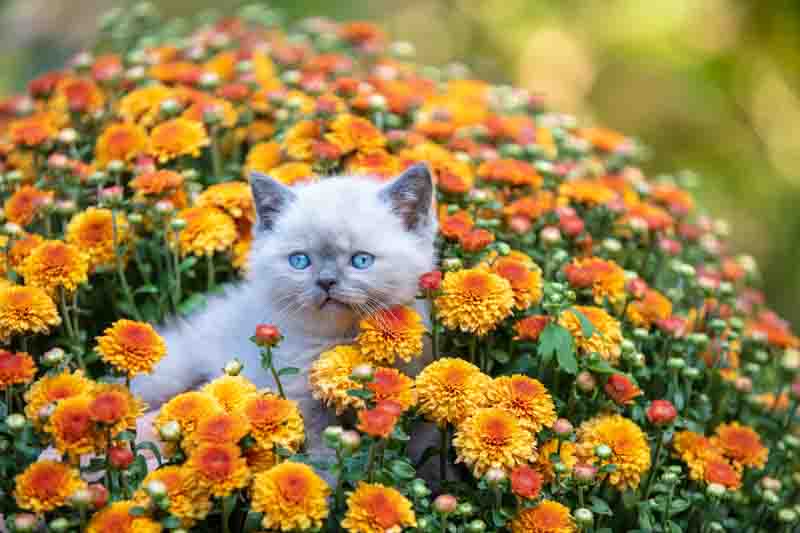 Pet outdoors. Cute little kitten sits in blossoming orange Chrysanthemum flowers in a garden in summer.