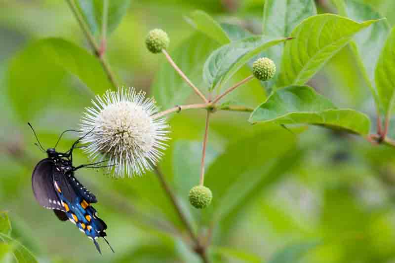 Pipevine Swallowtail butterfly (battus philenor)
