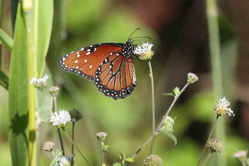 Queen Butterfly, Danaus gilippus