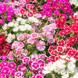 Dianthus flowers, sweet williams blooming in the garden
