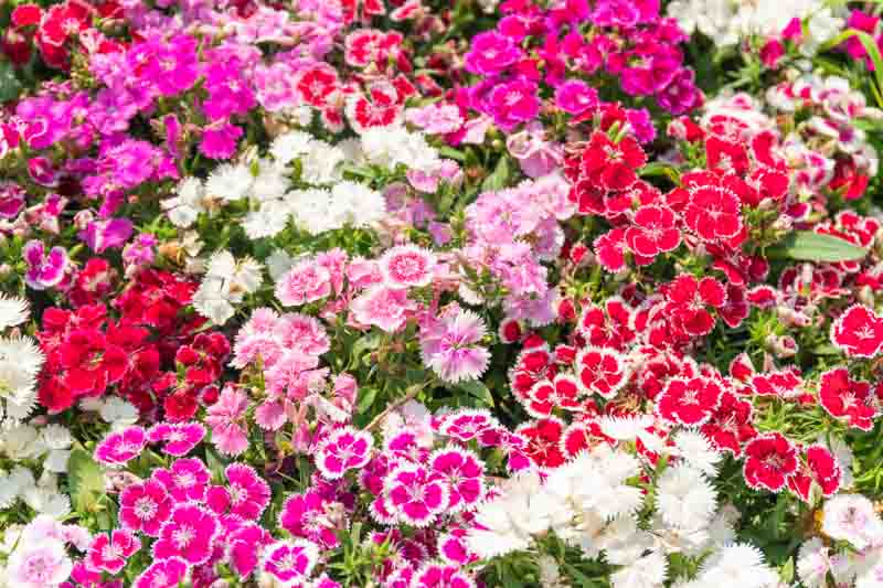 Dianthus flowers, sweet williams blooming in the garden