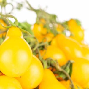 Tomato Yellow Pear, Yellow tomatoes, Cherry tomatoes, Solanum lycopersicum 'Yellow Pear'