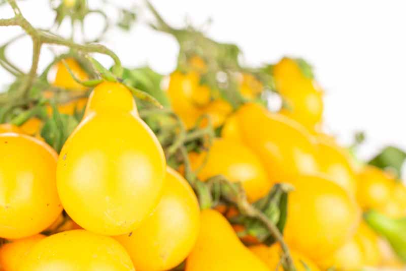 Tomato Yellow Pear, Yellow tomatoes, Cherry tomatoes, Solanum lycopersicum 'Yellow Pear'