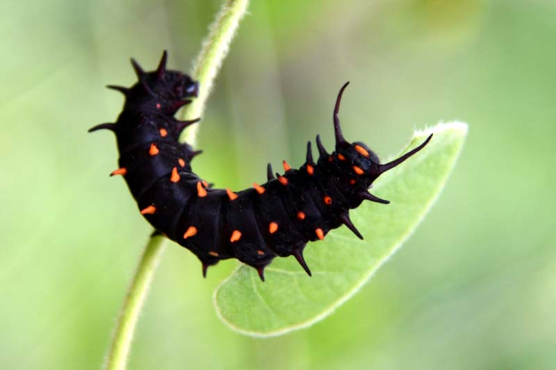 Pipevine Swallowtail butterfly (battus philenor)