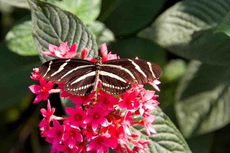 Zebra Longwing Butterfly, Heliconius charithonia