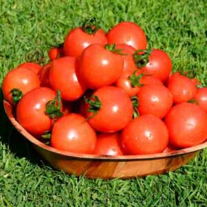 Tomato Mountain Magic, Cocktail tomatoes, Solanum lycopersicum 'Mountain Magic'