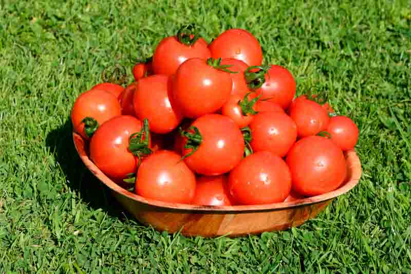 Tomato Mountain Magic, Cocktail tomatoes, Solanum lycopersicum 'Mountain Magic'