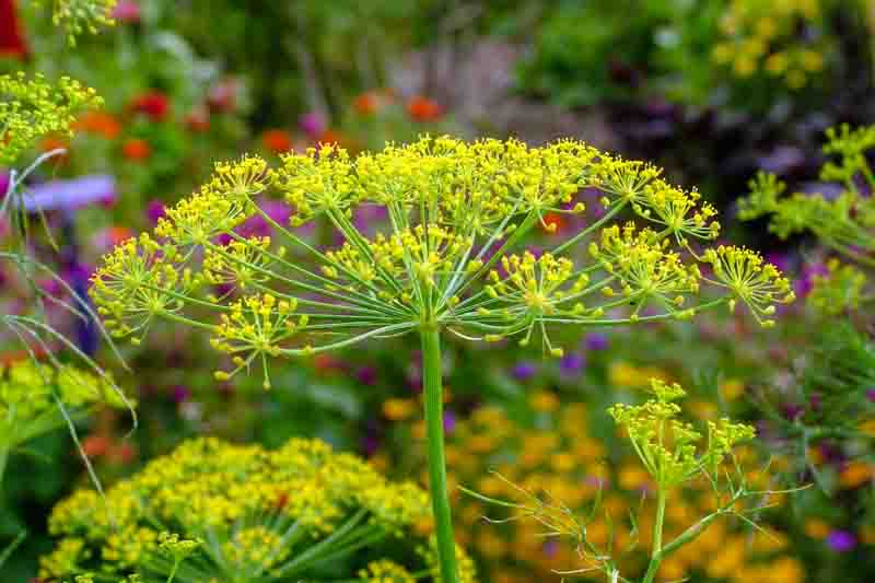 Dill (Anethum graveolens) in flower in a garden setting