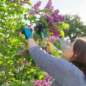 Spring season flowers, female gardener in gloves with secateurs cutting lilac branches. Garden pruner in hands mature female, sunny spring day countryside