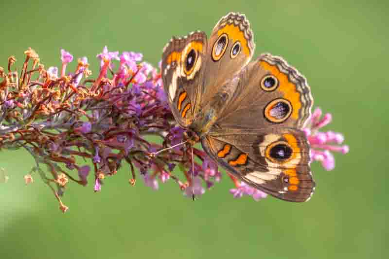 Junonia coenia, known as the common buckeye or buckeye, is a butterfly in the family Nymphalidae
