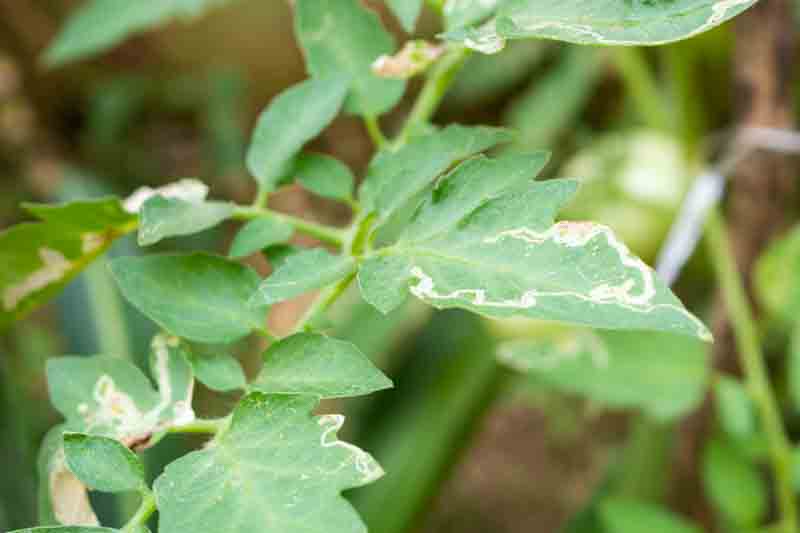 Leafminers on tomato leaves