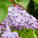 Lilac, syringa vulgaris, in bloom in the spring garden