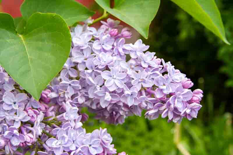 Lilac, syringa vulgaris, in bloom in the spring garden