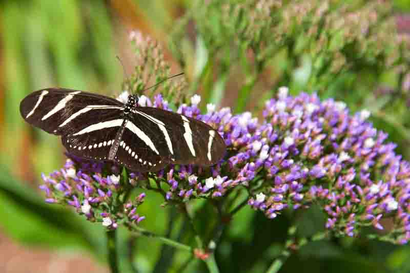 Zebra Longwing Butterfly, Heliconius charithonia