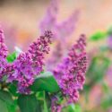 Branch of blossoming lilac in a spring garden.