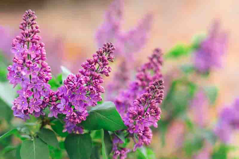 Branch of blossoming lilac in a spring garden.