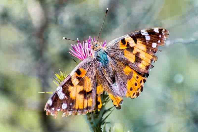 Close up of Painted Lady (Vanessa cardui) butterfly sipping nectar on a Slender Thistle (Carduus tenuiflorus) wildflower, California