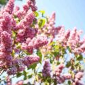 Closeup view of beautiful blooming lilac shrub outdoors