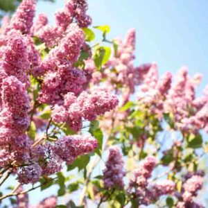 Closeup view of beautiful blooming lilac shrub outdoors