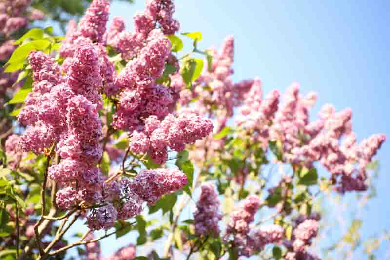 Closeup view of beautiful blooming lilac shrub outdoors