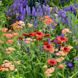 Summer border with salvia nemorosa, achillea, gaillardia and hardy geranium