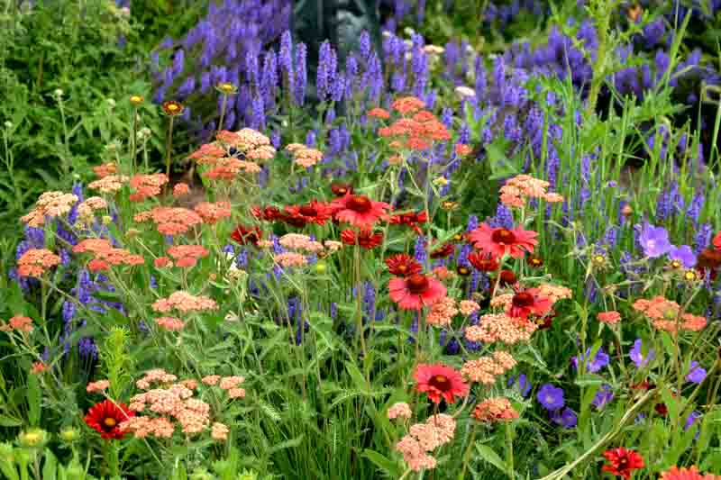 Summer border with salvia nemorosa, achillea, gaillardia and hardy geranium