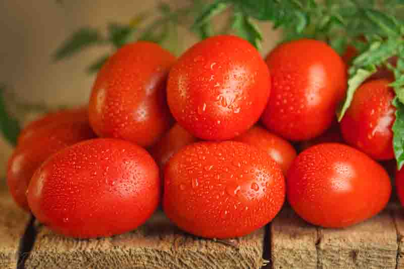 Roma tomatoes, Plum tomatoes