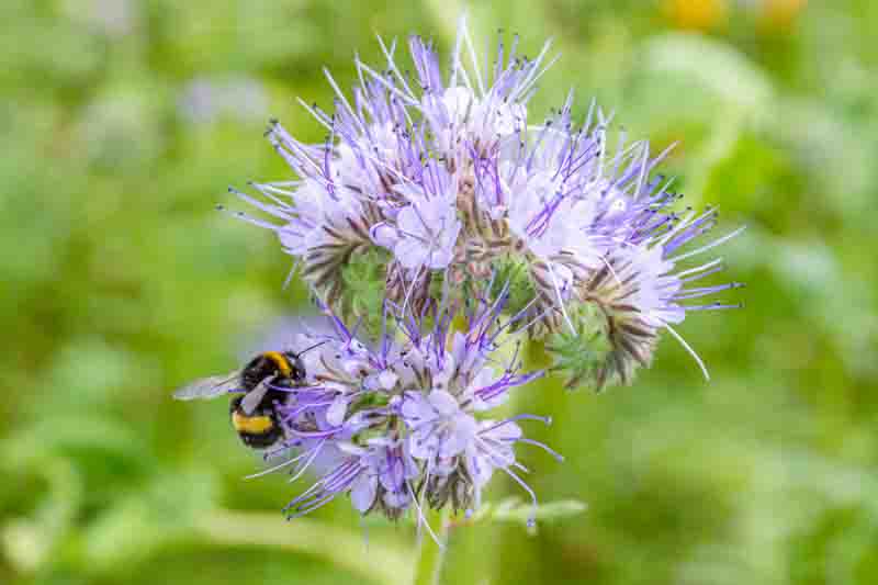 Wild flowers Lacy Phacelia Tanacetifolia In summer meadow.  Blue tansy or purple tansy - honey plant, attracting pollinators such as honey bees or bumblebee