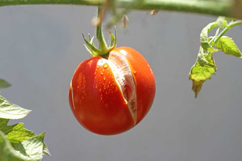 Ripe red tomato on a twig with a split.