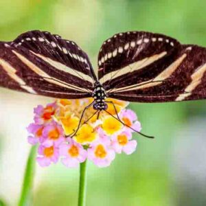 Zebra Longwing Butterfly, Heliconius charithonia