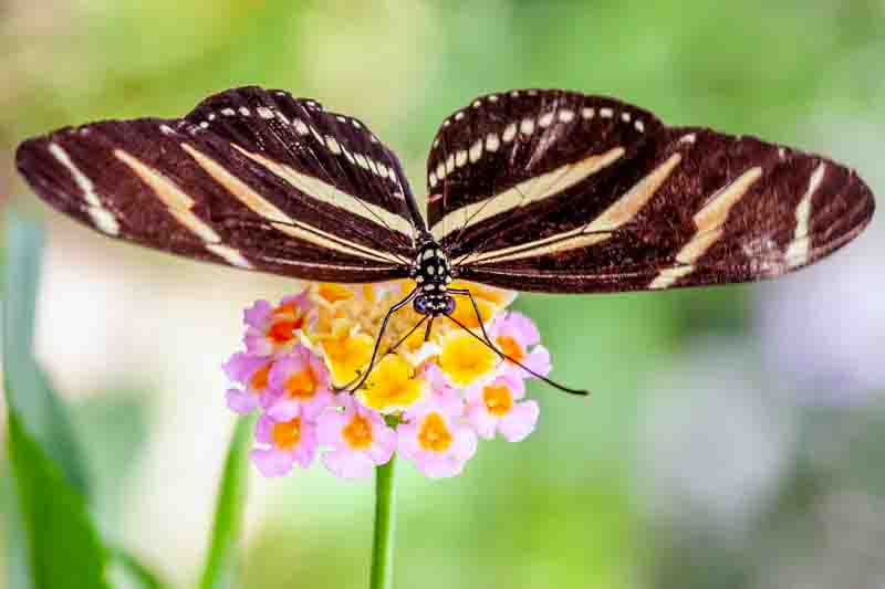Zebra Longwing Butterfly, Heliconius charithonia
