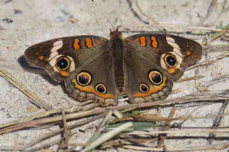 Mangrove Buckeye Butterfly (junonia evarete)