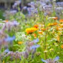 Best Flowers to Plant With Tomatoes for Pollinators