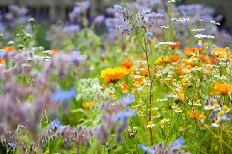 Best Flowers to Plant With Tomatoes for Pollinators