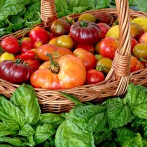 Wicker basket full of tomatoes with fresh basil leaves around. Plenty fresh tomatoes of various colors and heirlooms. Vegetables from own garden.